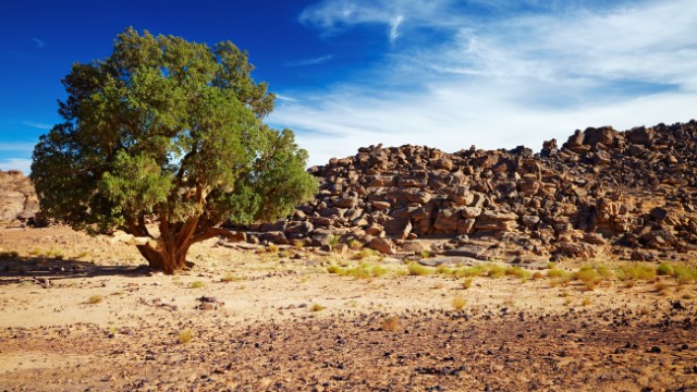 Valle dei Cipressi Millenari | Trekking Algeria