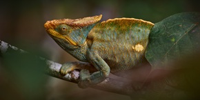Camaleonte del Madagascar | Viaggiare in Madagascar
