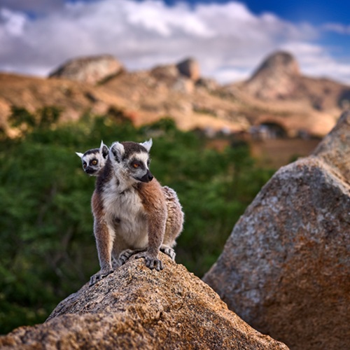 Lemuri del Madagascar | Viaggiare in Madagascar