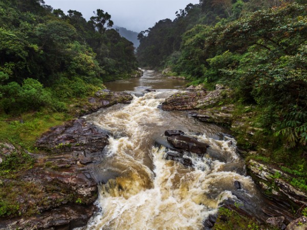 Foresta pluviale nel parco di Ranomafana | Viaggi a Madagascar