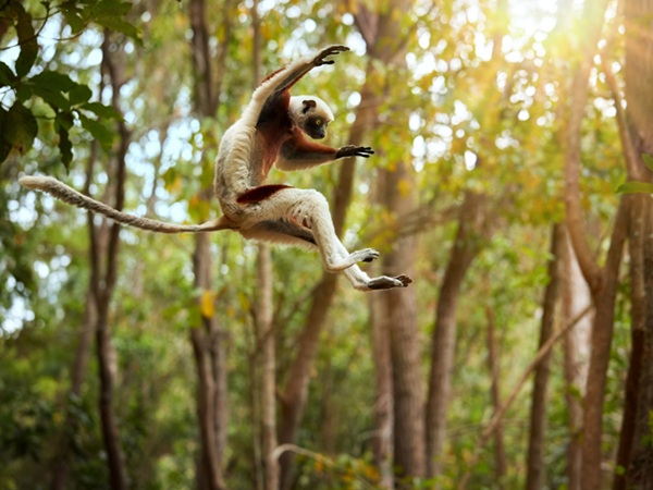 Sifaka salterino nell'Isalo National Park | Viaggi a Madagascar