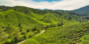 Piantagioni di tè nelle Cameron Highlands | Viaggiare in Malesia