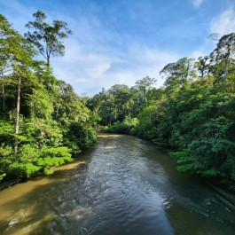 Giungla del Borneo | Viaggiare in Malesia