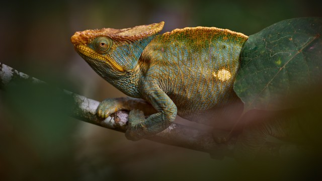 Ranomafana NP