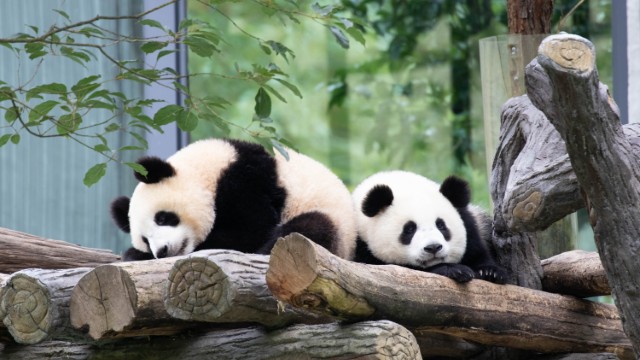 Panda Giganti di Chengdu | Montagne Avatar Cina