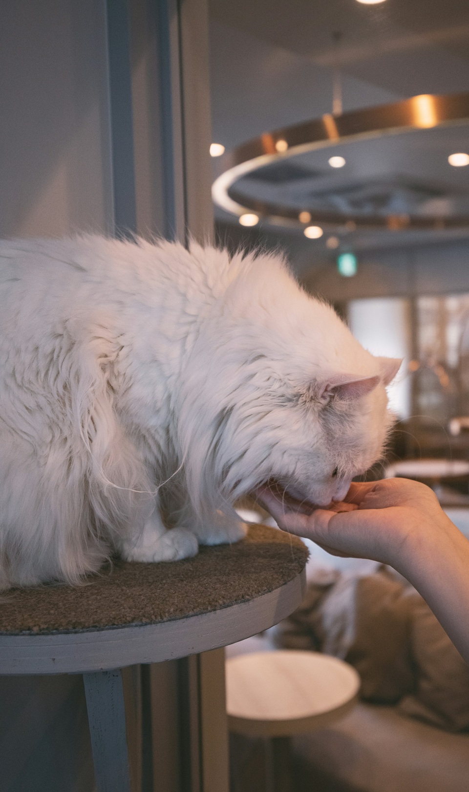 Un gatto in un Cat Cafè | Giappone, i 7 modi per rilassarsi