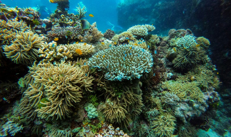 La Grande Barriera Corallina