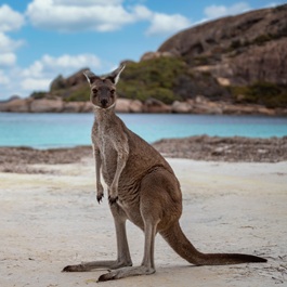 Canguro australiano | Viaggiare in Australia