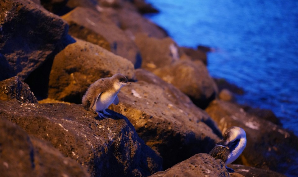 I pinguini di Melbourne | Cosa vedere a Melbourne in un giorno
