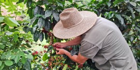 Produttore colombiano di caffè | Viaggiare in Colombia