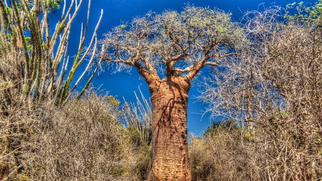 Reniala Reserve