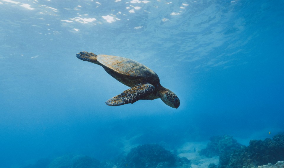 Una tartaruga delle Galapagos