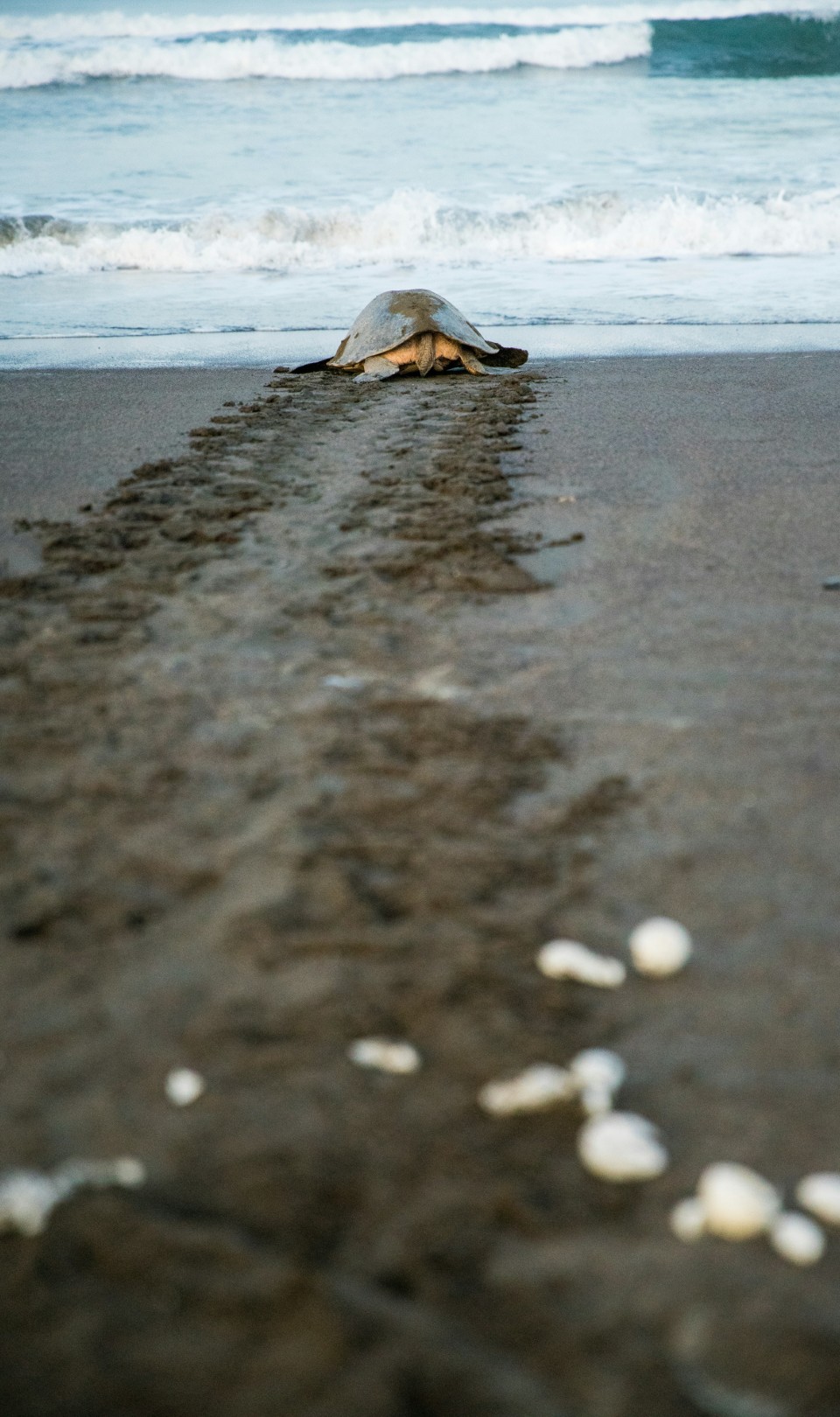 Tartaruga, Ostional National Wildlife Refuge in Costa Rica | 11 fatti del Costa Rica