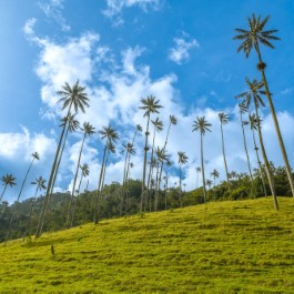 Valle de Cocora nel Salento colombiano | Viaggiare in Colombia