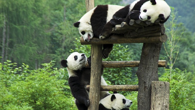 Panda di Wolong | Viaggio Yunnan