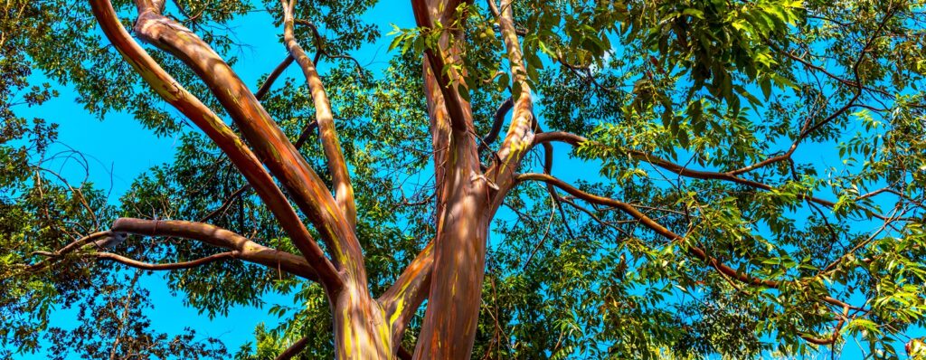 I 7 fenomeni naturali più rari del Mondo