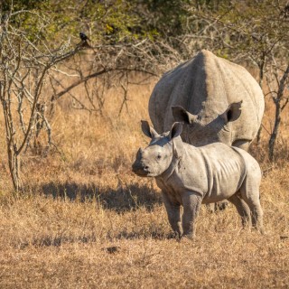 Hluhluwe Imfolozi Park