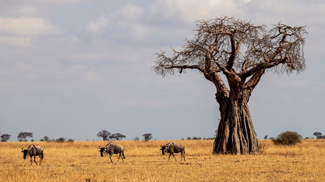Baobab e gnu nel Tarangire National Park | Safari Tanzania