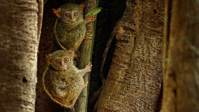 Tangkoko National Park | Itinerario Indonesia 3 settimane
