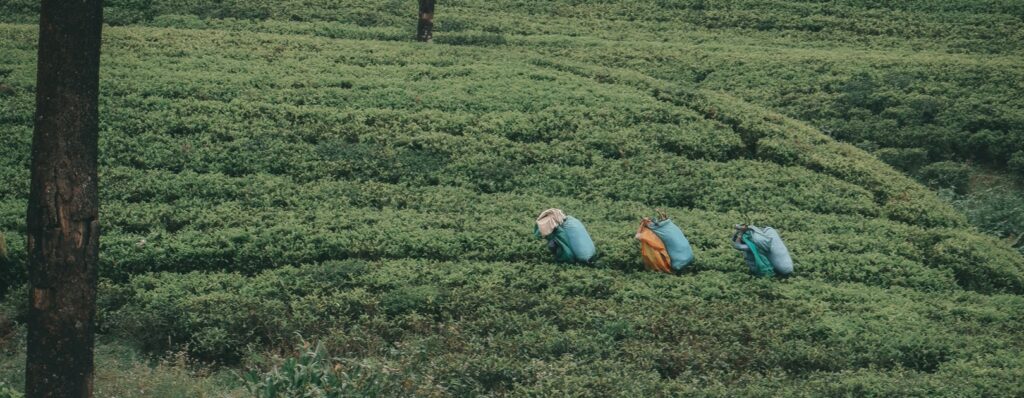 Cose da vedere in Sri Lanka