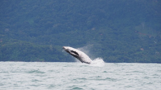 Balena a Playa Uvita | Itinerario Costa Rica