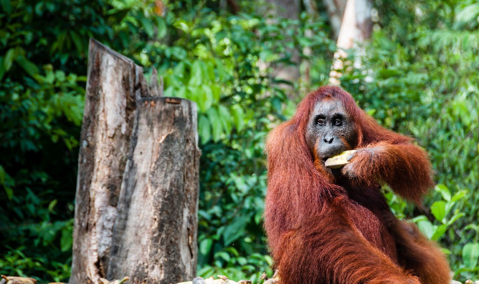 Un orango del Kalimantan | Isole dell’Indonesia