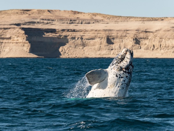 Balena nella Penisola Valdés | Viaggio Argentina